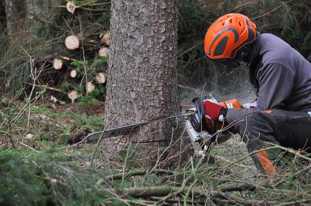 abattage arbre pro